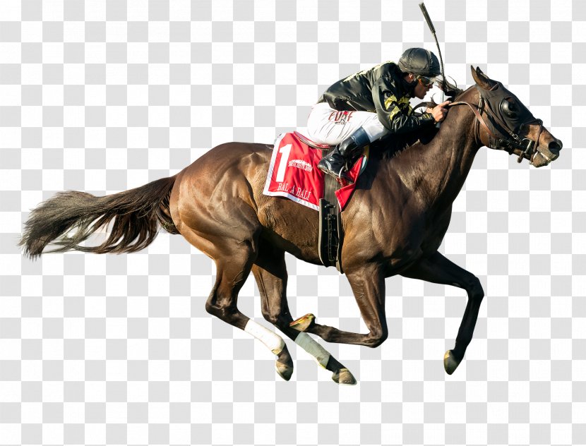 Video Horse Stallion Hashtag - Racing Transparent PNG
