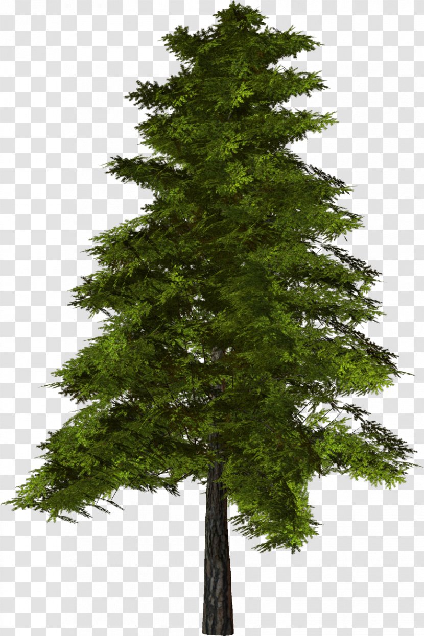 Tree Pine Clip Art - Family - Fir-tree Transparent PNG