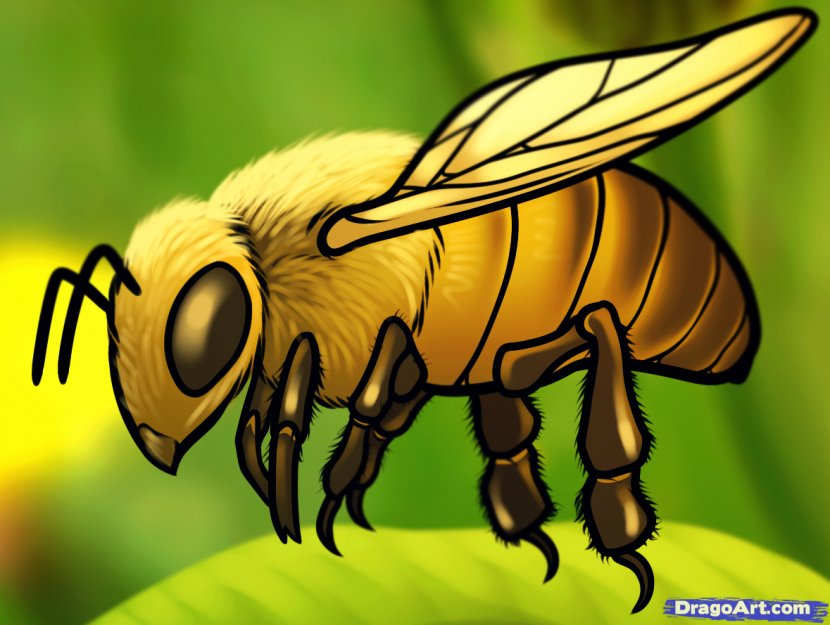 Honey Bee Drawing How-to Clip Art - Wildlife Transparent PNG