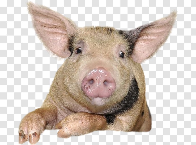 Domestic Pig Suidae Clip Art Transparent PNG