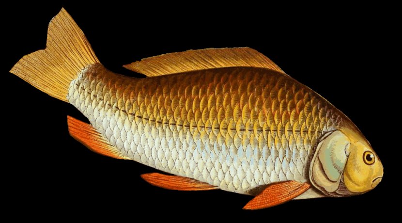 Common Carp Goldfish Tilapia Prussian - Clipart Transparent PNG