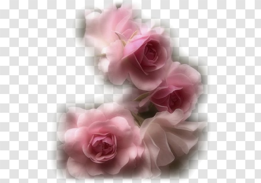Garden Roses Flower Pink - Photography Transparent PNG