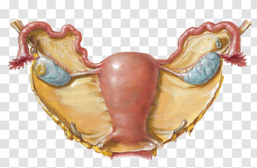 Broad Ligament Of The Uterus Fallopian Tube Round - Watercolor - Erect Transparent PNG