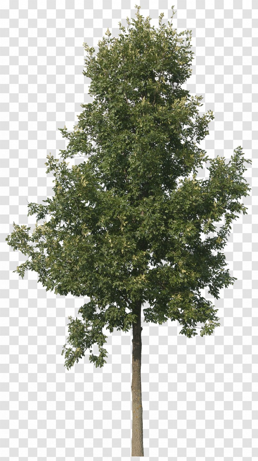 Tree Spruce Adobe Photoshop Oak Plants - Conifer - Storage Transparent PNG