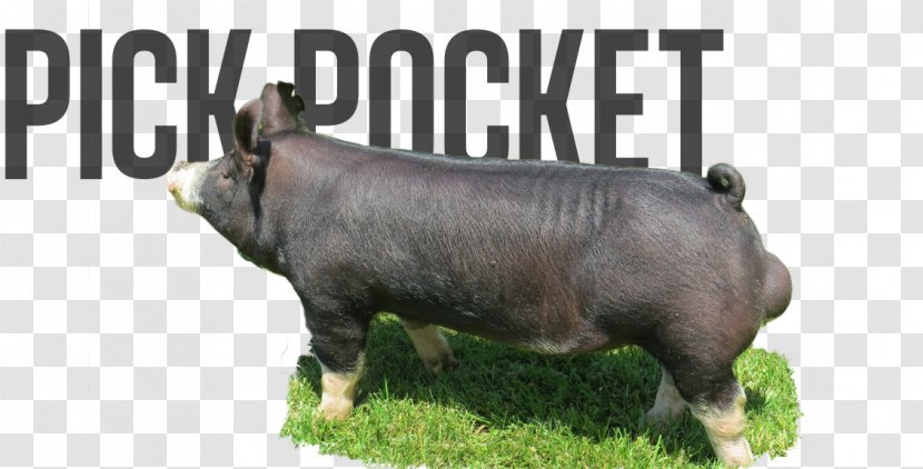 Domestic Pig Cattle Mammal Fauna - Berkshire Boar Transparent PNG