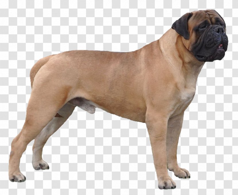 Valley Bulldog Bullmastiff Dorset Olde Tyme Bulldogge Boerboel English - Dog Transparent PNG