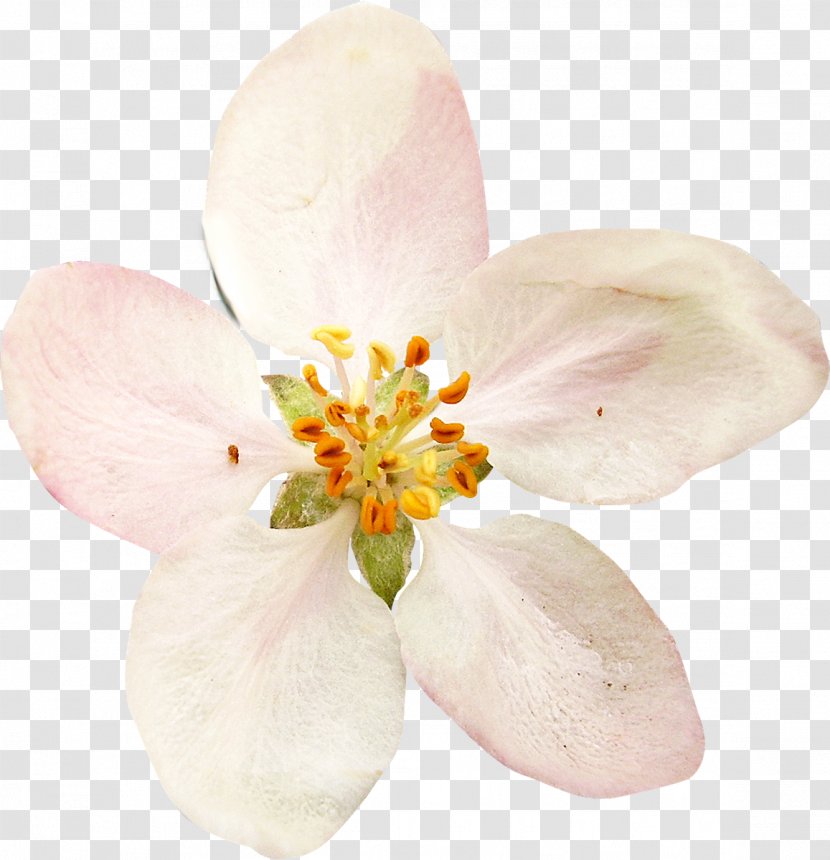 Flower Vecteur Clip Art - Cut Flowers - Watercolor White Transparent PNG