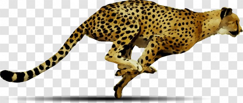 Cheetah Clip Art Desktop Wallpaper Image - African Leopard Transparent PNG