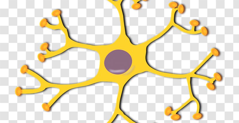 Clip Art Motor Neuron Nervous System Interneuron - Nerve - Brain Transparent PNG