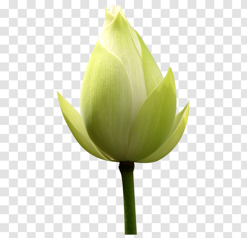 Nelumbo Nucifera Bud Flower Leaf Plant - Sacred Lotus Transparent PNG