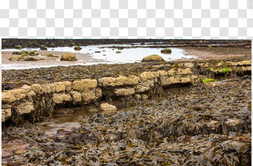 Robin Hoods Bay Whitby - UK Hood's Beach Two Transparent PNG