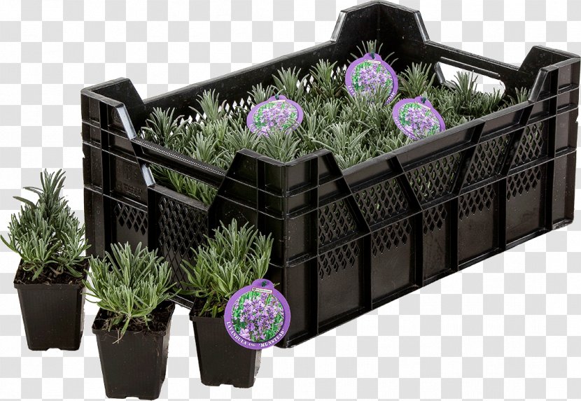English Lavender Flowerpot Herb Perennial Plant - Plastic Transparent PNG