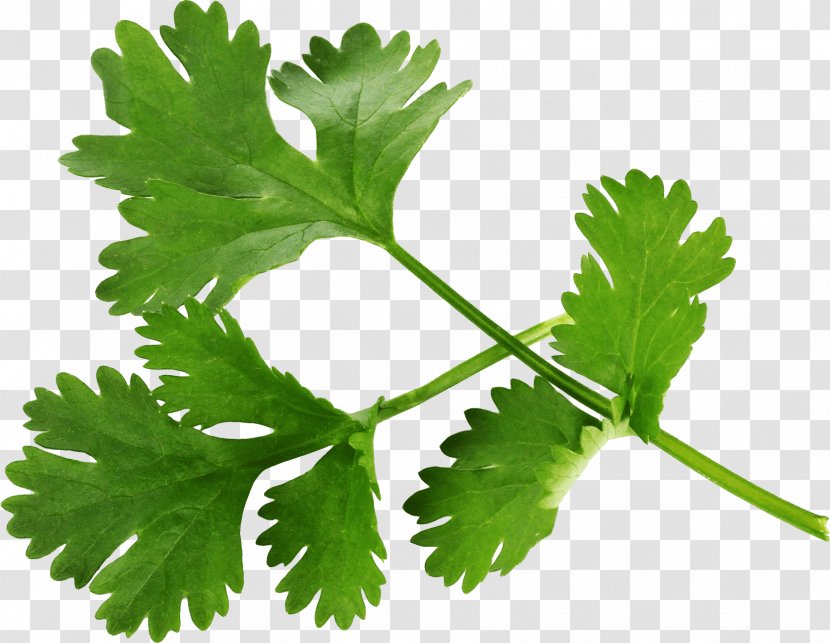 Coriander Taco Mexican Cuisine Herb Parsley - Food - Plants Transparent PNG