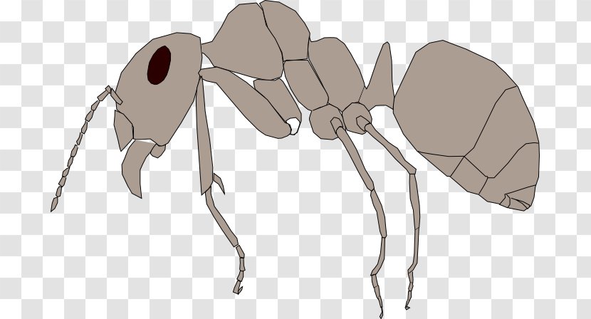 Red Wood Ant Mosquito Insect Ectognatha - Frame Transparent PNG