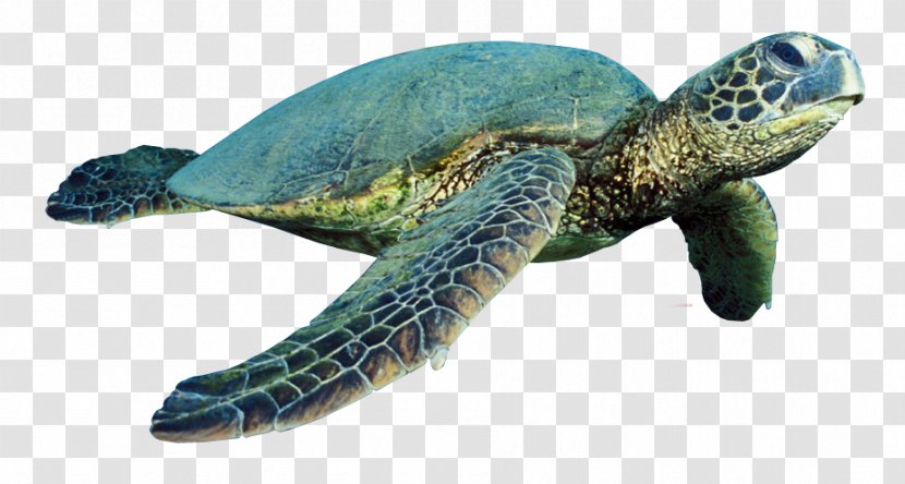 Green Sea Turtle Reptile - Emydidae Transparent PNG