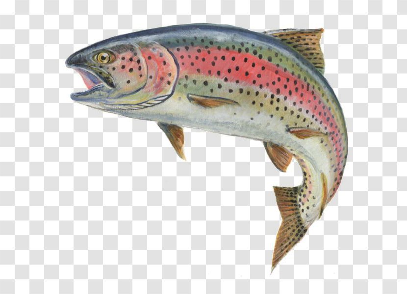 Rainbow Trout Fly Fishing - Fish Transparent PNG