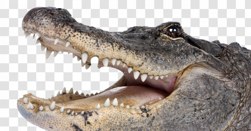 Saltwater Crocodile American Alligator - Nile - Jaw Transparent PNG