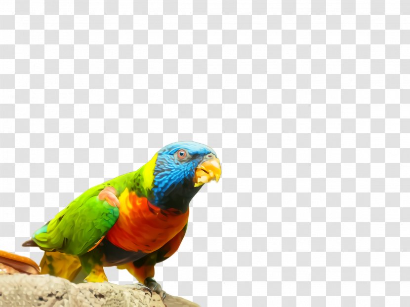Bird Parrot Beak Budgie Macaw - Parakeet - Adaptation Lorikeet Transparent PNG