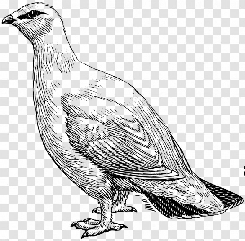 Rock Ptarmigan Willow Drawing Clip Art - Feather - Pigeon Clipart Transparent PNG