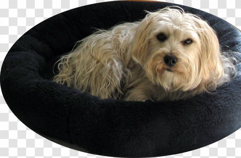 Cockapoo Maltese Dog Yorkshire Terrier Tibetan Lhasa Apso - Eyes Transparent PNG