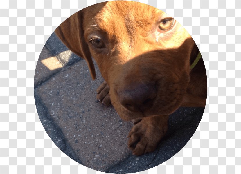 Redbone Coonhound Plott Hound Dachshund Vizsla Puppy Transparent PNG