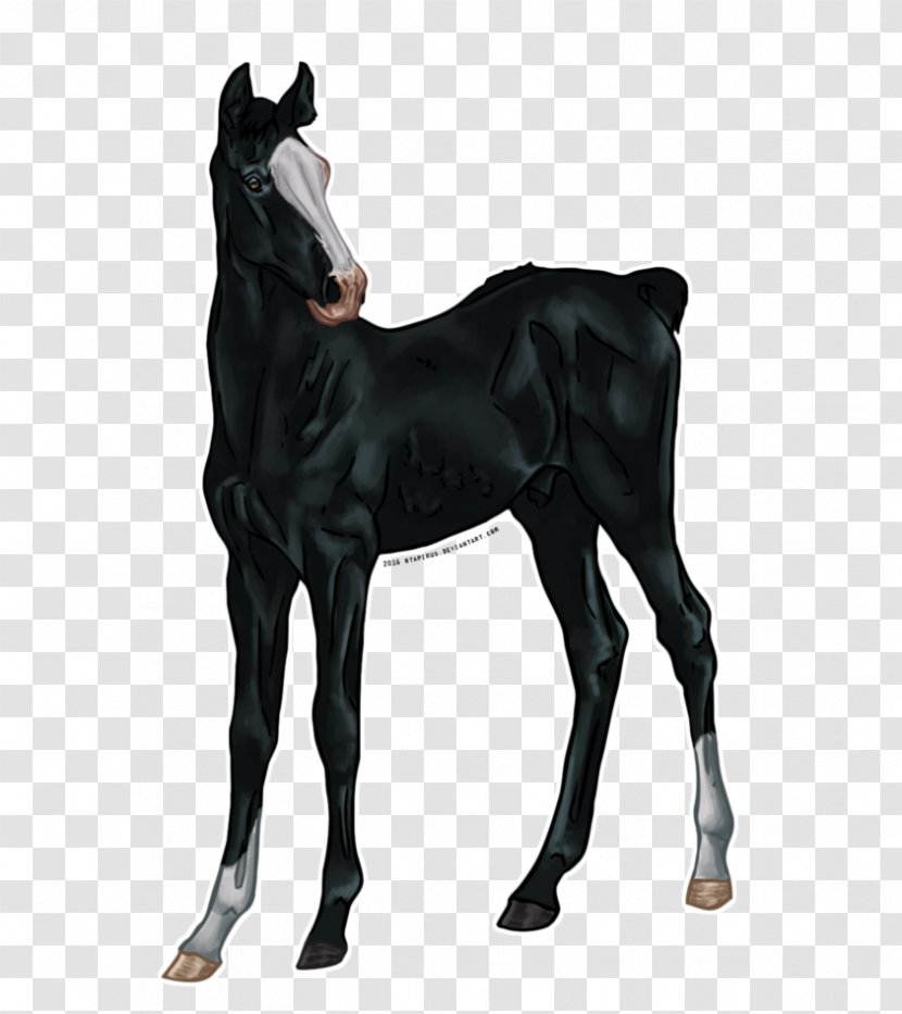 Stallion Mustang Foal Colt Mare Transparent PNG