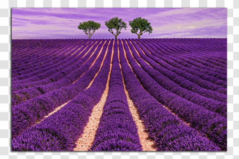 Provence Lavender Hotel Cloth Napkins Stock Photography Transparent PNG