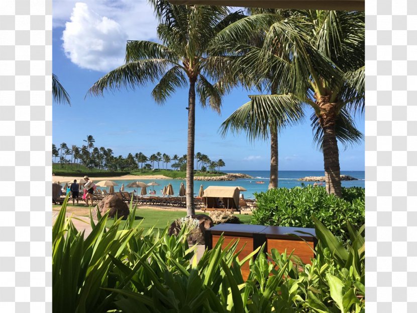 Arecaceae Resort Vacation Property Tourism Transparent PNG