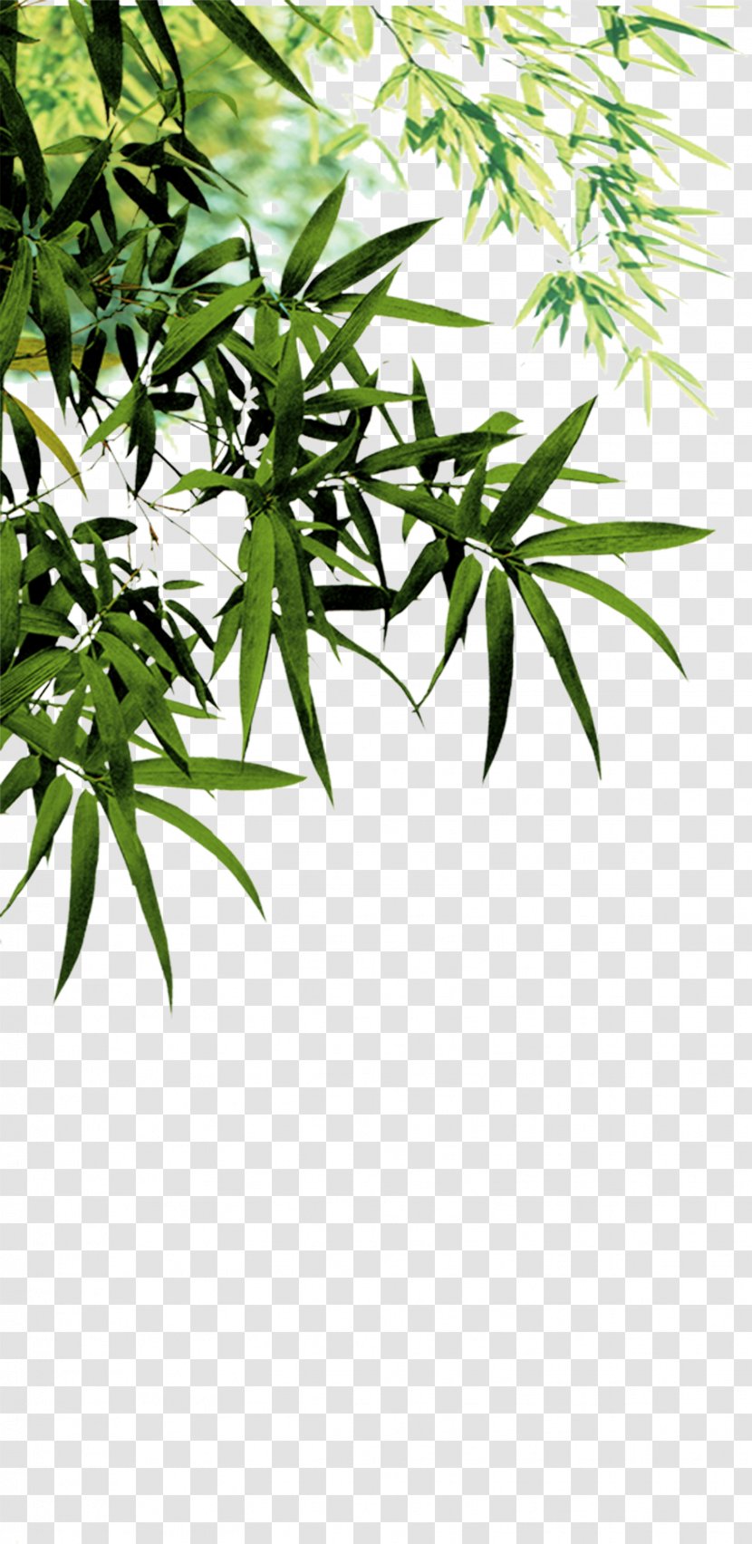 Anji County Bamboo Charcoal Software - Flowerpot - Leaves Transparent PNG