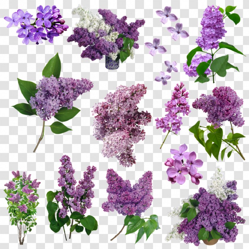 Lilac Flower Purple Violet - Annual Plant - FLORES Transparent PNG