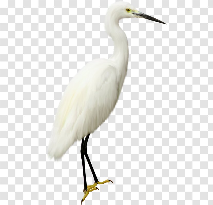 Seabird Photography Clip Art - White Stork - Crane Transparent PNG