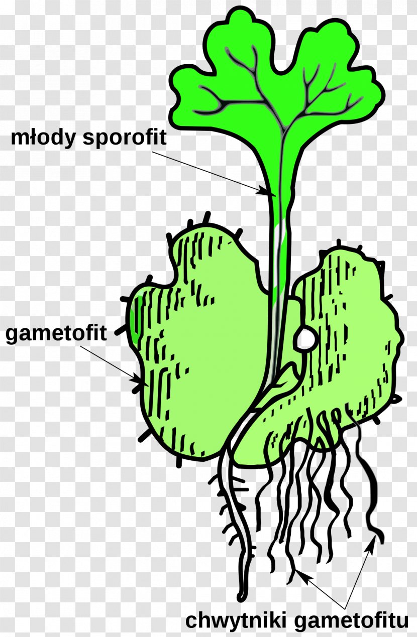 Sporophyte Gametophyte Vascular Plant Pteridophytes Transparent PNG
