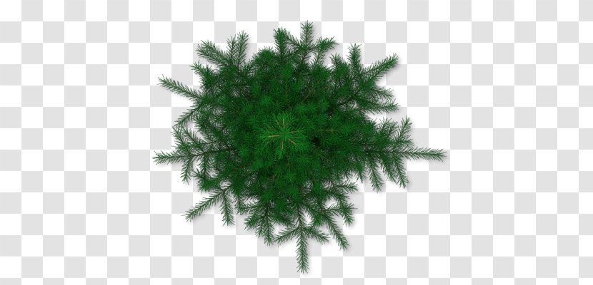 Tree Pine - Cupressus Transparent PNG