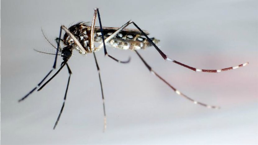 Mosquito Insect Nematocera Zika Virus Dengue - Chikungunya Transparent PNG