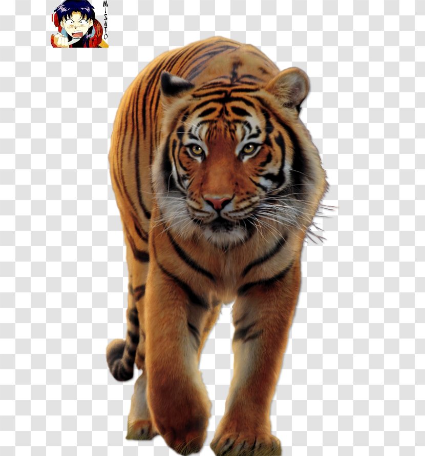 Big Cat Blanket White Tiger Bengal - Animal Transparent PNG