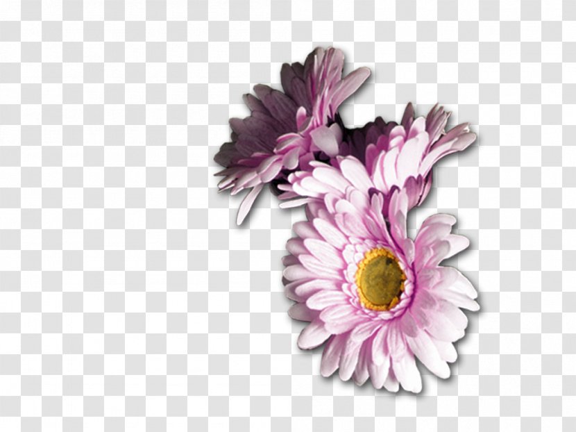 Flower Blogger Floral Design - Chrysanthemum - Receive Flowers Transparent PNG