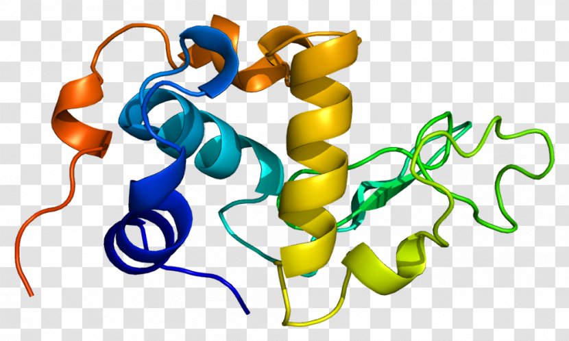 Milk Cattle Alpha-lactalbumin Protein - Prolactin - Chromosome Transparent PNG