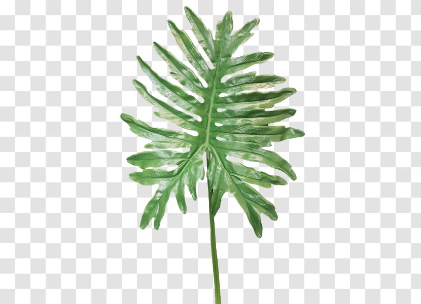 Fern Plant Stem Artificial Flower Leaf - Plum Pine - Monstera Transparent PNG