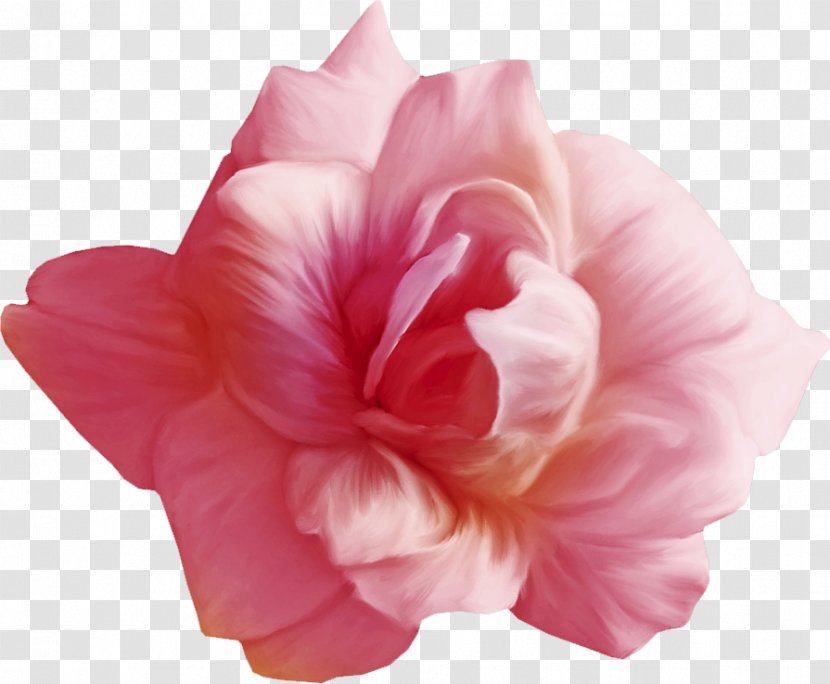 Rosemallows Petal Cut Flowers Photography Garden Roses - Plant Transparent PNG