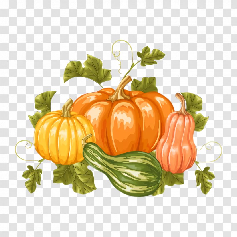 Pumpkin - Orange - Vegan Nutrition Cucurbita Transparent PNG