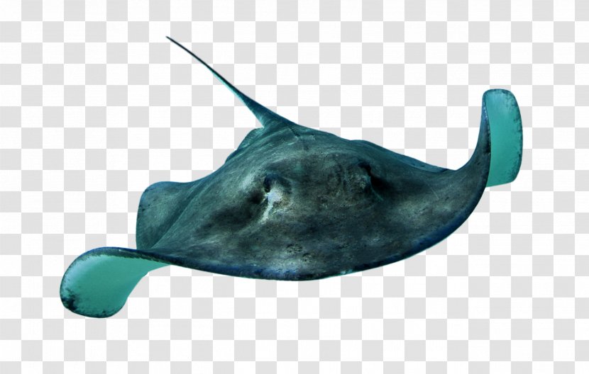Myliobatoidei Fish Animal Clip Art - Sea Life Transparent PNG