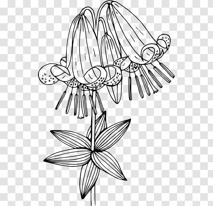 Drawing /m/02csf Line Art Petal Clip - Flower - Umatilla National Forest Transparent PNG