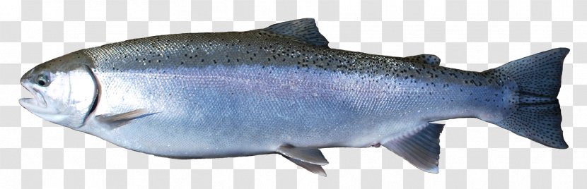 Coho Salmon Oily Fish Rainbow Trout - Red Transparent PNG