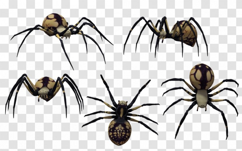 Spider Latrodectus Tredecimguttatus Drawing Clip Art - Free Content - Black Widow Transparent PNG