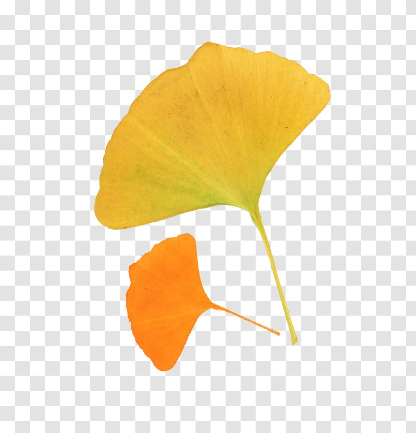 Leaf Ginkgo Biloba Autumn Deciduous - Leaves Transparent PNG