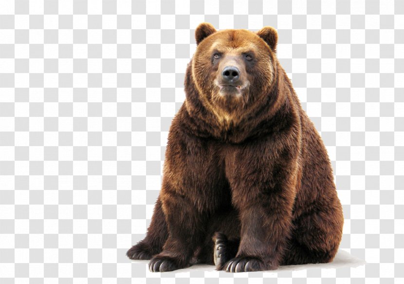 Brown Bear Polar Stock Grizzly - Cartoon Transparent PNG