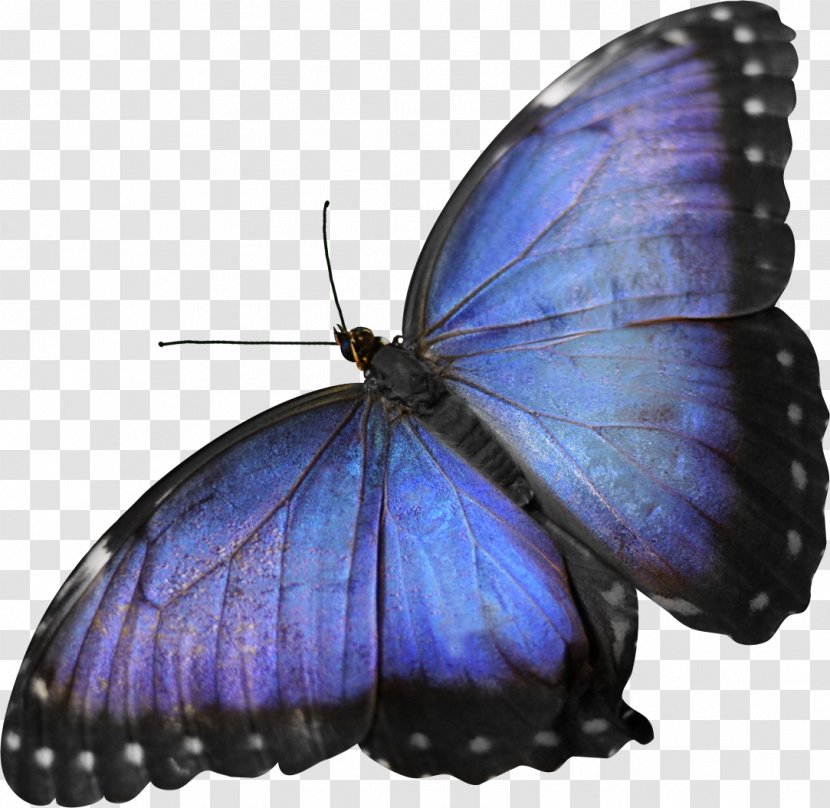 Butterfly Insect Moth Blue Transparent PNG