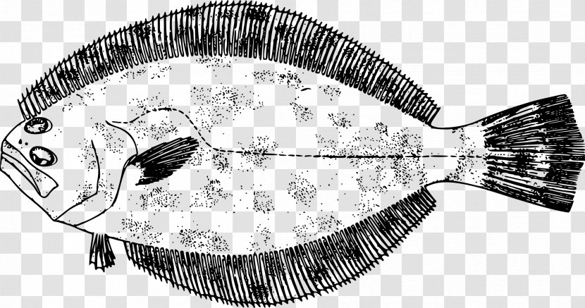 Southern Flounder Drawing Fish Gulf - The Sea Transparent PNG