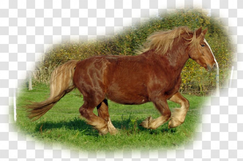 Mane Mustang Stallion Pony Mare Transparent PNG