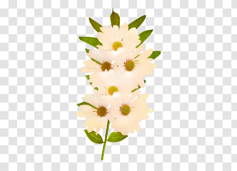 Clip Art Common Daisy Flower Bouquet Transparent PNG